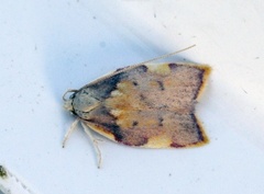 Long-horned Flat-body (Carcina quercana)