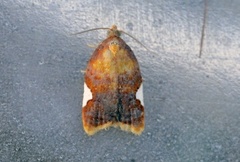 Rød flatvikler (Acleris holmiana)