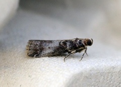 Rognesmalmott (Acrobasis advenella)