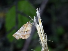 Blek månemåler (Selenia dentaria)