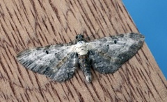 Burotdvergmåler (Eupithecia succenturiata)