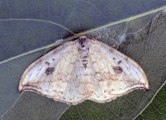 Pebble Hook-tip (Drepana falcataria)