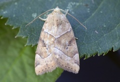 The Dun-bar (Cosmia trapezina)
