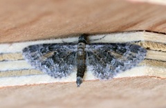 Rustdvergmåler (Eupithecia icterata)