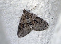 Chestnut-coloured Carpet (Thera cognata)