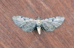 Brun dvergmåler (Eupithecia absinthiata)