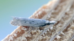 Einermøll (Dichomeris juniperella)