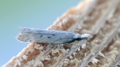 Scotch Crest (Dichomeris juniperella)