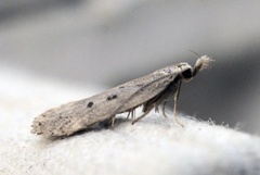 Scotch Crest (Dichomeris juniperella)