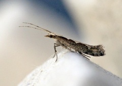 Diamond-back Moth (Plutella xylostella)