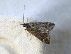 Grobladengmott (Pyrausta despicata)