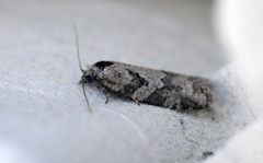 Grey Tortrix (Cnephasia stephensiana)