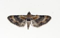 Torskemunndvergmåler (Eupithecia linariata)