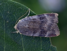 Lesser Broad-bordered Yellow (Noctua janthe)