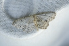 Flekkengmåler (Idaea dimidiata)