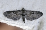 Augustdvergmåler (Eupithecia pusillata)