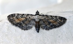 Rustdvergmåler (Eupithecia icterata)