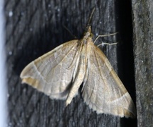 The Chevron (Eulithis testata)