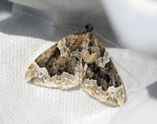 The Phoenix (Eulithis prunata)