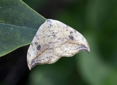 Bjørkesigdvinge (Drepana falcataria)