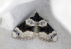 Purple Bar (Cosmorhoe ocellata)