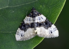 Purple Bar (Cosmorhoe ocellata)