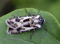 Fagerjordfly (Agrotis vestigialis)