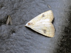 Gult nebbfly (Rivula sericealis)