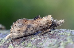 Nebbspinner (Pterostoma palpina)