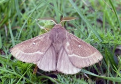 Kløverspinner (Lasiocampa trifolii)