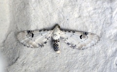 Hvit dvergmåler (Eupithecia centaureata)