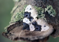 Purple Bar (Cosmorhoe ocellata)