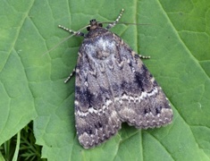 Copper Underwing (Amphipyra pyramidea)