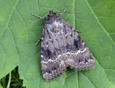 Rødt pyramidefly (Amphipyra pyramidea)