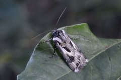 Archer's Dart (Agrotis vestigialis)