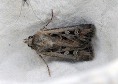 White-line Dart (Euxoa tritici)