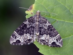 Small Phoenix (Ecliptopera silaceata)