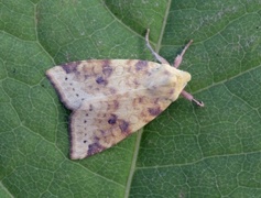 Blekt gulfly (Xanthia icteritia)