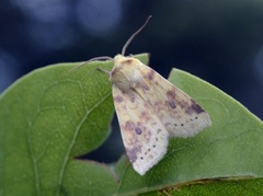 The Sallow (Xanthia icteritia)