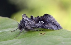 Skogmetallfly (Syngrapha interrogationis)