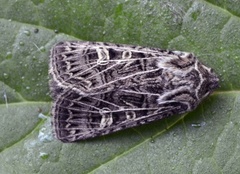 Nettnellikfly (Sideridis reticulata)