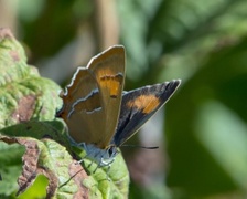 Brown Hairstreak (Thecla betulae)
