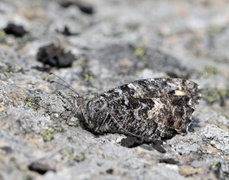 Kystringvinge (Hipparchia semele)