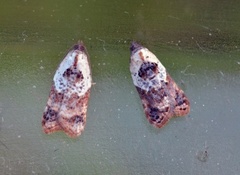 Marmorflatvikler (Acleris variegana)