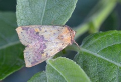 Fiolettbåndet gulfly (Xanthia togata)