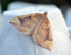 Blåbærmåler (Eulithis populata)