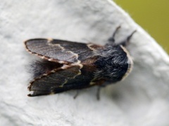 December Moth (Poecilocampa populi)