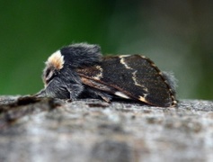 December Moth (Poecilocampa populi)