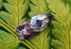 Marmorflatvikler (Acleris variegana)