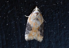 Jordbær-/buskflatvikler (Acleris comariana/laterana)